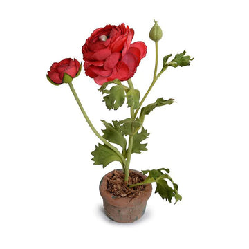 Ranunculus Mini Pot - Red