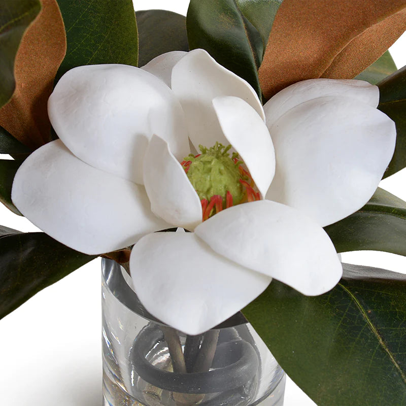 Magnolia With Blossom