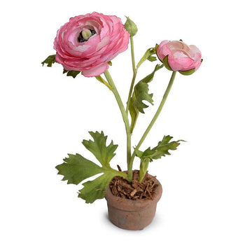Ranunculus Mini Pot - Hot Pink