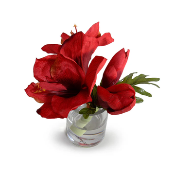 Amaryllis Blossoms - Red