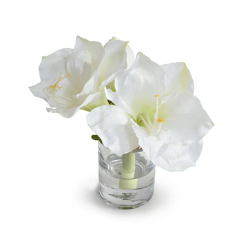 Amaryllis Blossoms - White