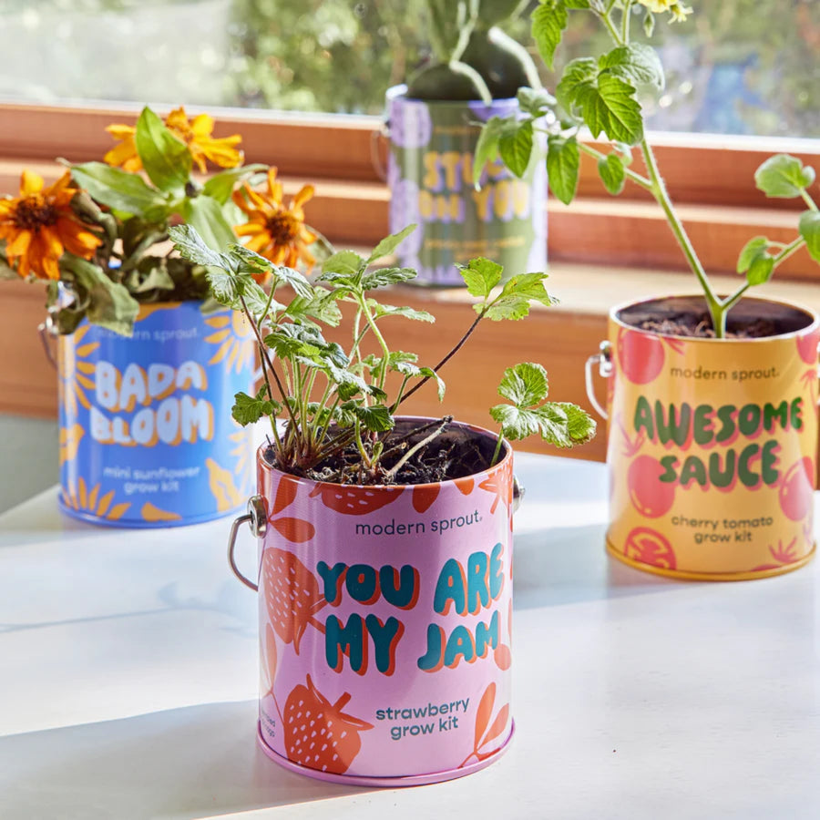Color Grow Kits- You are my Jam