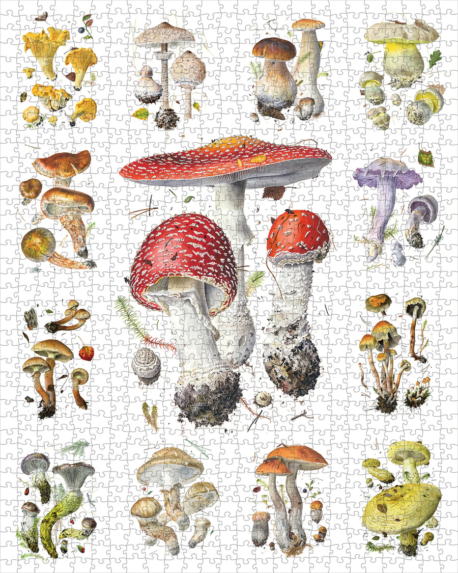 Mushrooms: Alexander Viazmensky - 1000 Pieces
