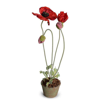 Poppy in Terracotta - Red