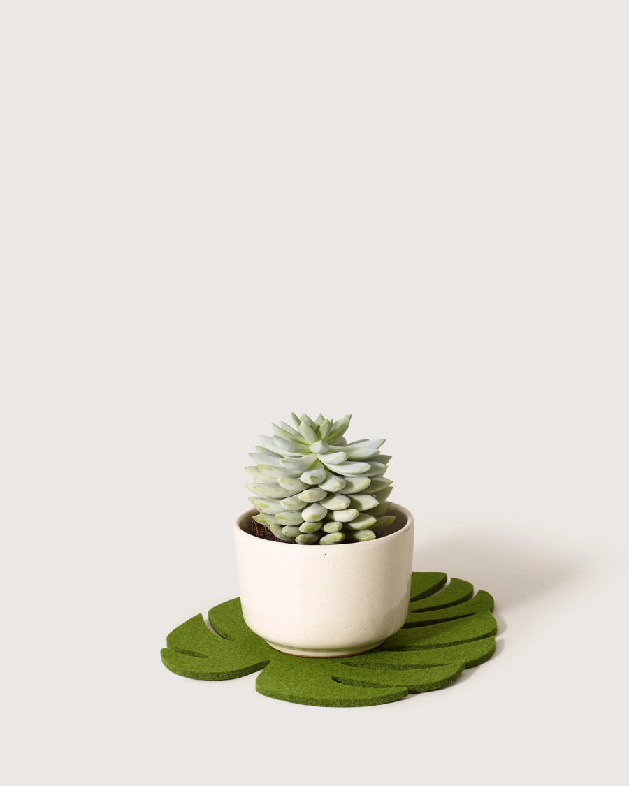 Medium Monstera Leaf Trivet - Loden Green