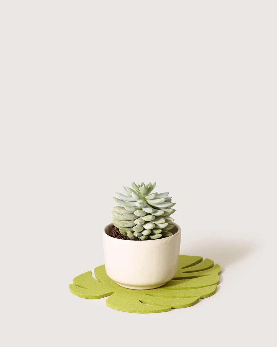 Medium Monstera Leaf Trivet - Pistachio