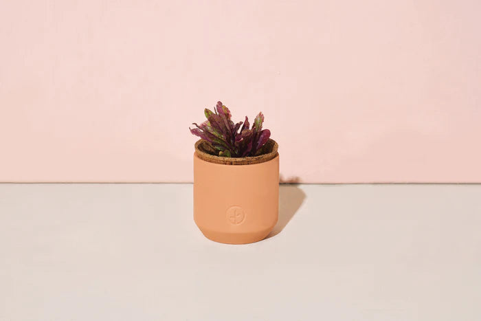 Tiny Terracotta Kit - Festive Poinsettia