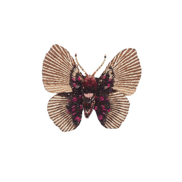 VARIABLE FALSE ACRAEA BUTTERFLY