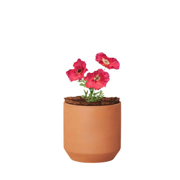 Tiny Terracotta - Champagne Poppies